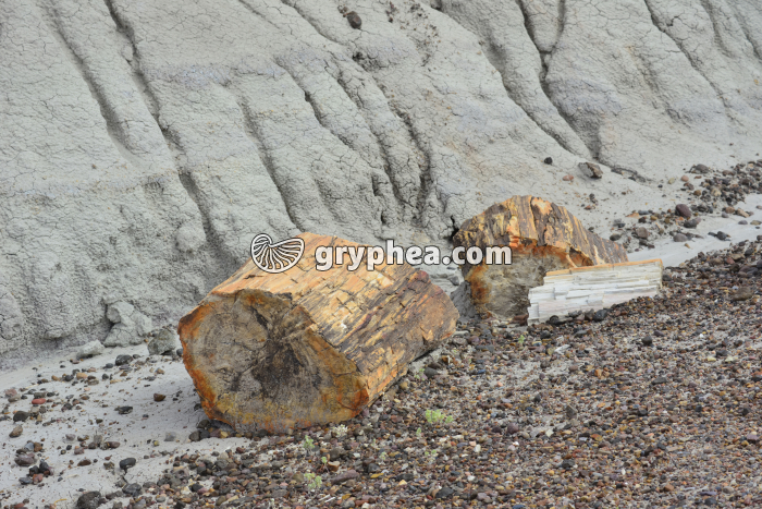 Fragment de tronc pétrifié mis à nu par l'érosion - gryphea.com